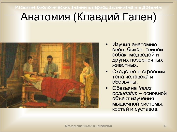 Развитие биологических знаний в период эллинизма и в Древнем Риме. Анатомия (Клавдий Гален) •