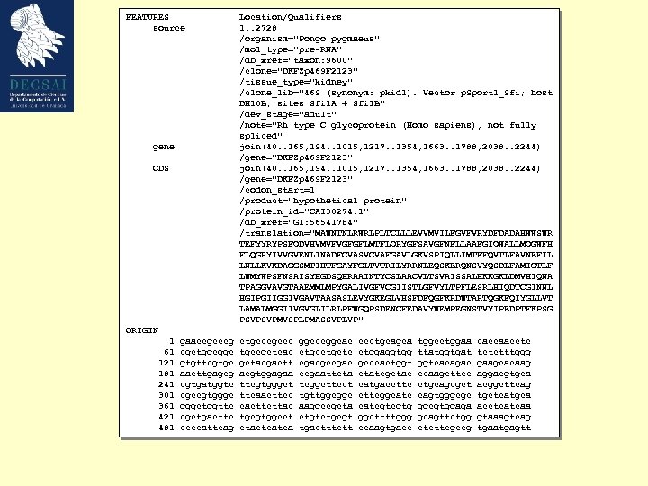 FEATURES source gene CDS Location/Qualifiers 1. . 2728 /organism="Pongo pygmaeus" /mol_type="pre-RNA" /db_xref="taxon: 9600" /clone="DKFZp
