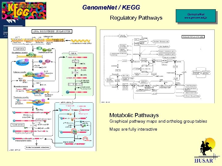 Genome. Net / KEGG Regulatory Pathways Genome. Net www. genome. ad. jp Metabolic Pathways
