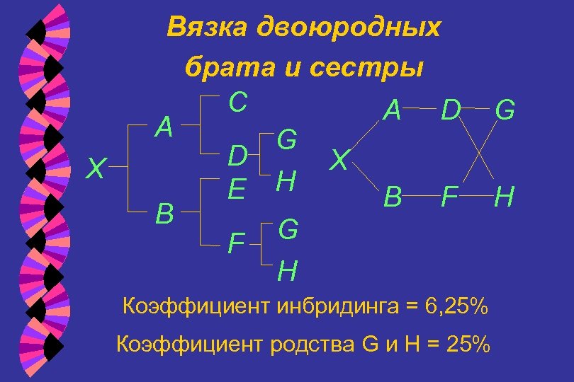 X Вязка двоюродных брата и сестры C A D A G D X E