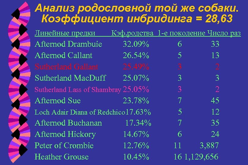 Анализ родословной той же собаки. Коэффициент инбридинга = 28, 63 Линейные предки Afternod Drambuie