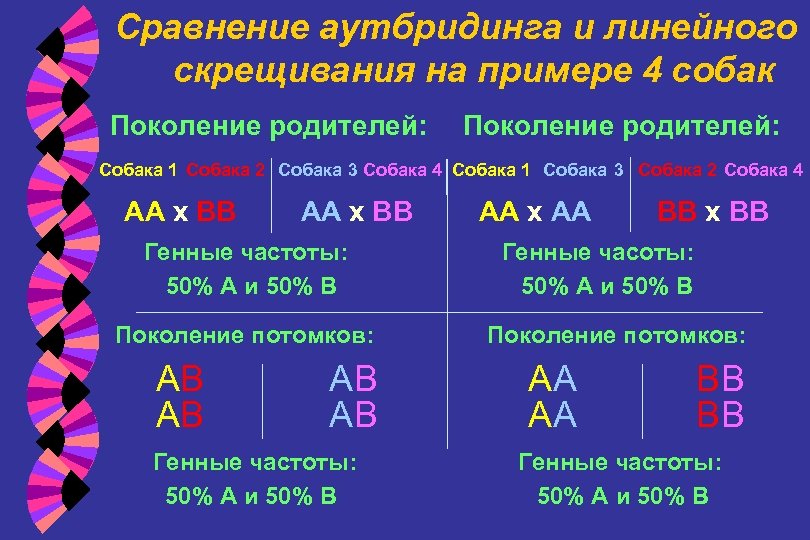 Сравнение аутбридинга и линейного скрещивания на примере 4 собак Поколение родителей: Собака 1 Собака