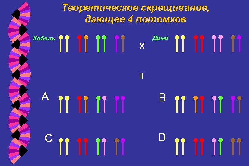 Теоретическое скрещивание, дающее 4 потомков x Дама = Кобель A B C D 