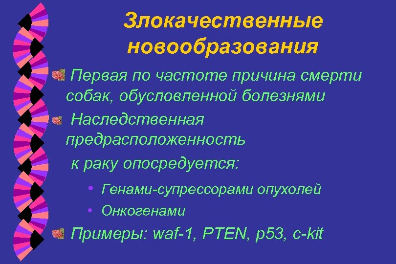 Злокачественные новообразования Первая по частоте причина смерти собак, обусловленной болезнями Наследственная предрасположенность к раку