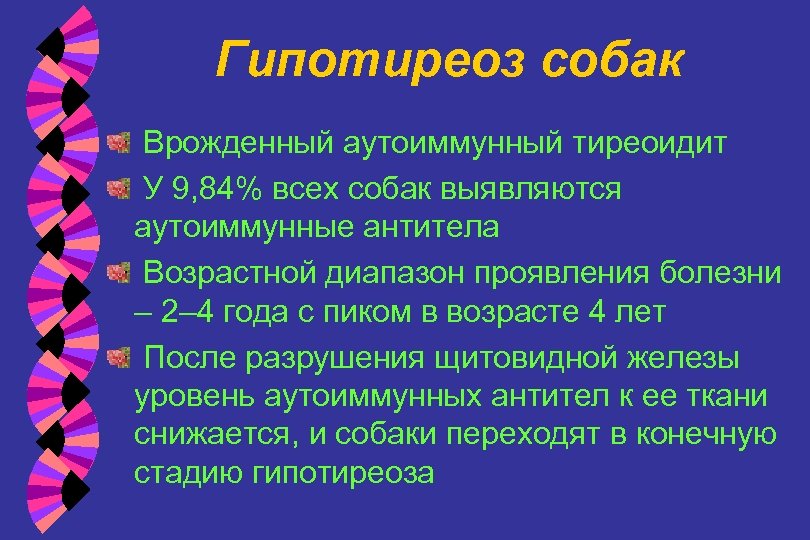 Гипотиреоз собак Врожденный аутоиммунный тиреоидит У 9, 84% всех собак выявляются аутоиммунные антитела Возрастной