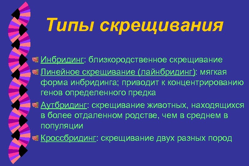 Типы скрещивания Инбридинг: близкородственное скрещивание Линейное скрещивание (лайнбридинг): мягкая форма инбридинга; приводит к концентрированию