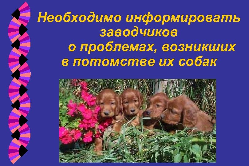 Необходимо информировать заводчиков о проблемах, возникших в потомстве их собак 