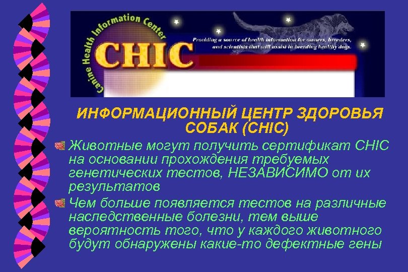 ИНФОРМАЦИОННЫЙ ЦЕНТР ЗДОРОВЬЯ СОБАК (CHIC) Животные могут получить сертификат CHIC на основании прохождения требуемых