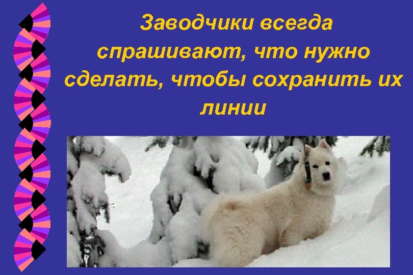 Заводчики всегда спрашивают, что нужно сделать, чтобы сохранить их линии 