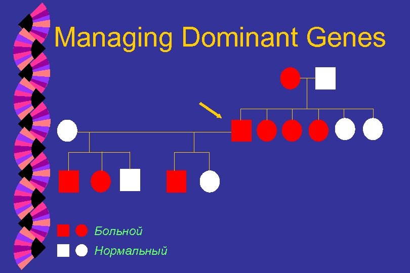 Managing Dominant Genes Больной Нормальный 