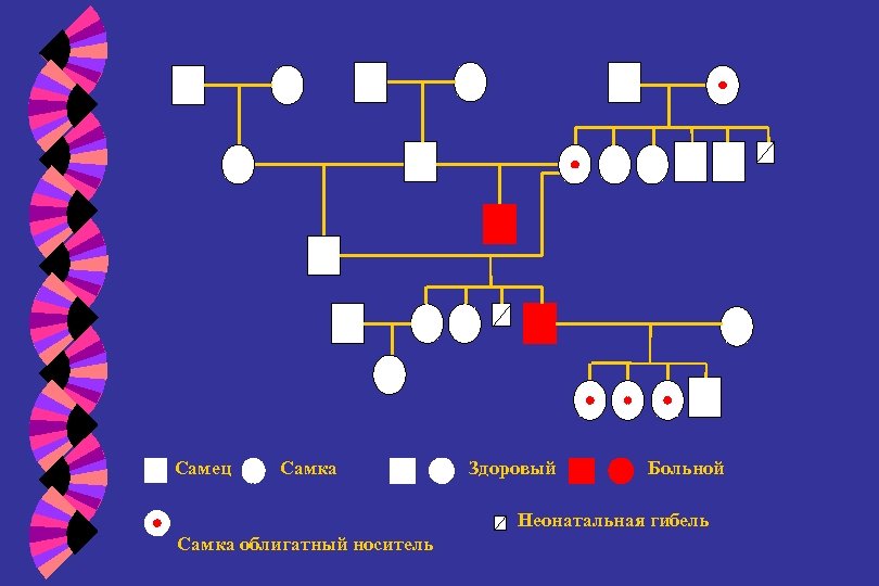 Самец Самка Здоровый Больной Неонатальная гибель Самка облигатный носитель 