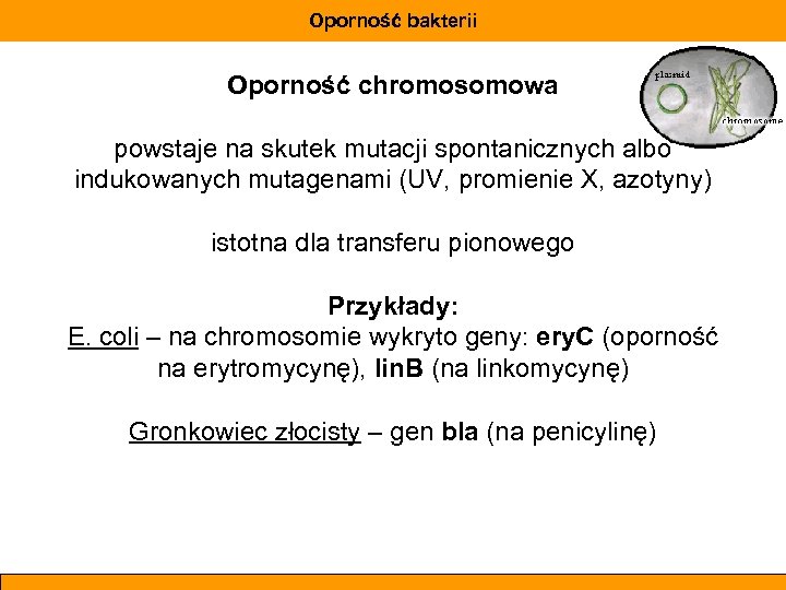 Oporność bakterii Oporność chromosomowa powstaje na skutek mutacji spontanicznych albo indukowanych mutagenami (UV, promienie
