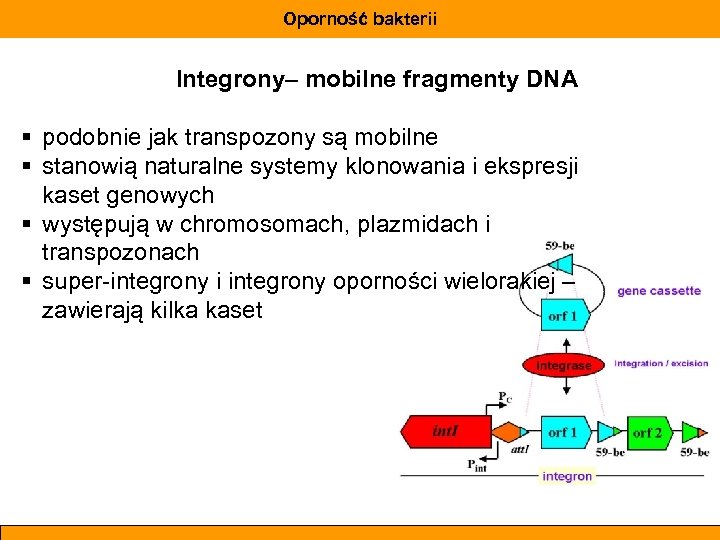 Oporność bakterii Integrony– mobilne fragmenty DNA § podobnie jak transpozony są mobilne § stanowią