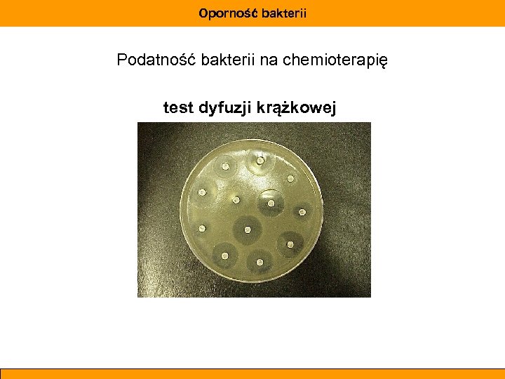 Oporność bakterii Podatność bakterii na chemioterapię test dyfuzji krążkowej 