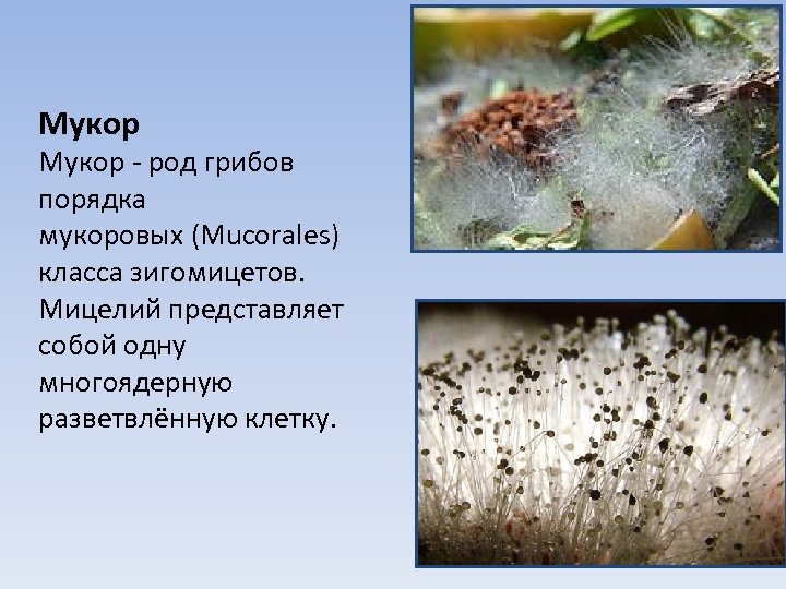 Мукор - род грибов порядка мукоровых (Mucorales) класса зигомицетов. Мицелий представляет собой одну многоядерную
