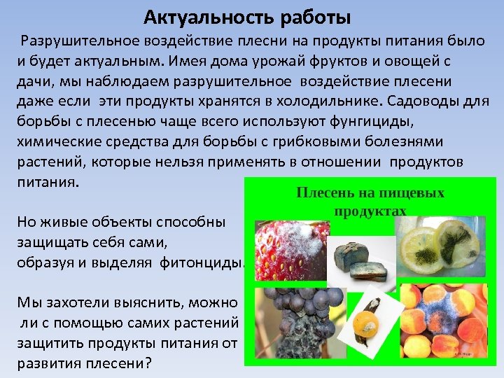  Актуальность работы Разрушительное воздействие плесни на продукты питания было и будет актуальным. Имея