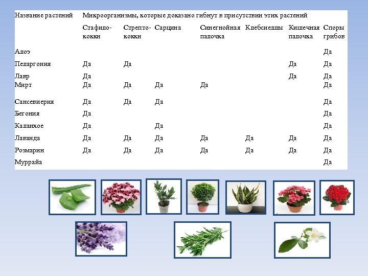 Название растений Микроорганизмы, которые доказано гибнут в присутствии этих растений Стафилококки Стрепто- Сарцина кокки