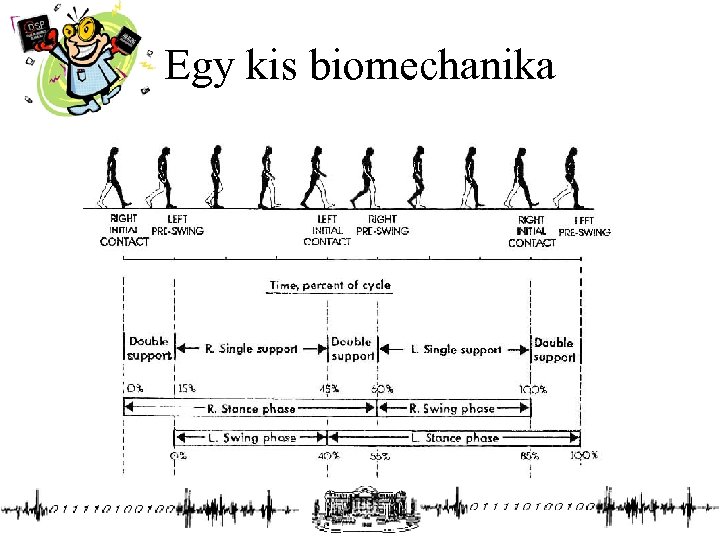 Egy kis biomechanika 