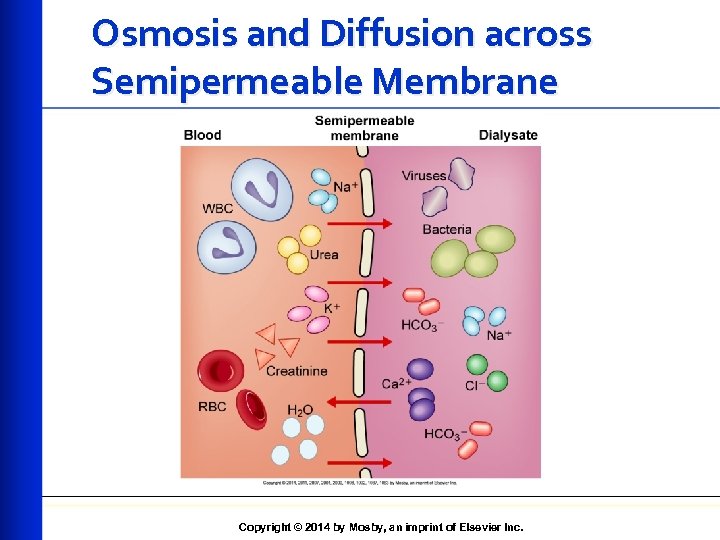 Osmosis and Diffusion across Semipermeable Membrane Copyright © 2014 by Mosby, an imprint of