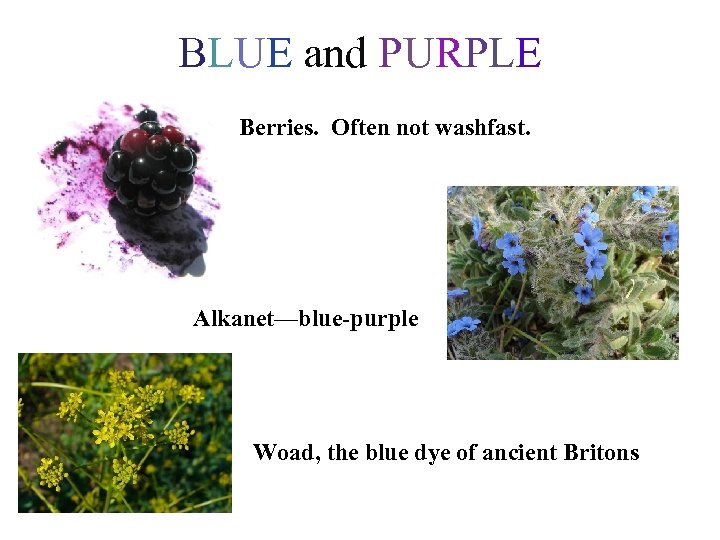 BLUE and PURPLE Berries. Often not washfast. Alkanet—blue-purple Woad, the blue dye of ancient