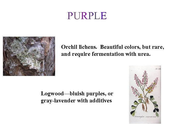 PURPLE Orchil lichens. Beautiful colors, but rare, and require fermentation with urea. Logwood—bluish purples,