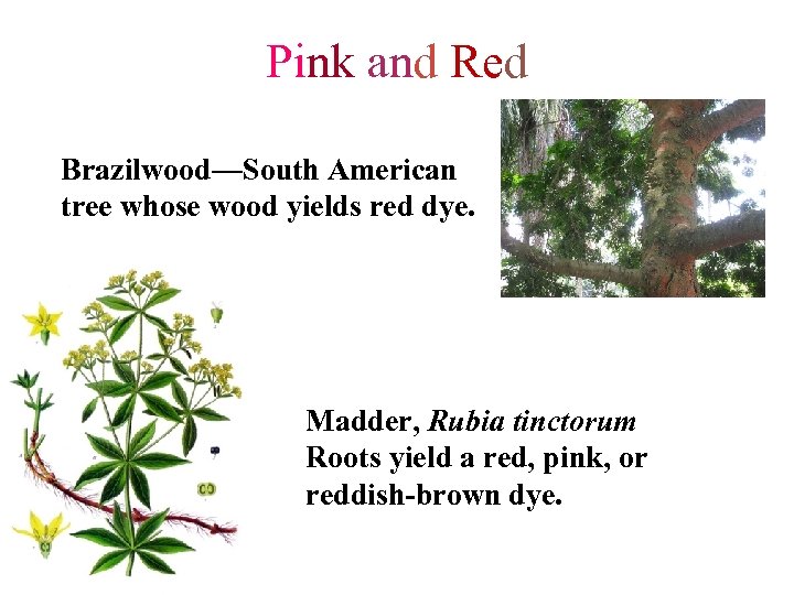 Pink and Red Brazilwood—South American tree whose wood yields red dye. Madder, Rubia tinctorum