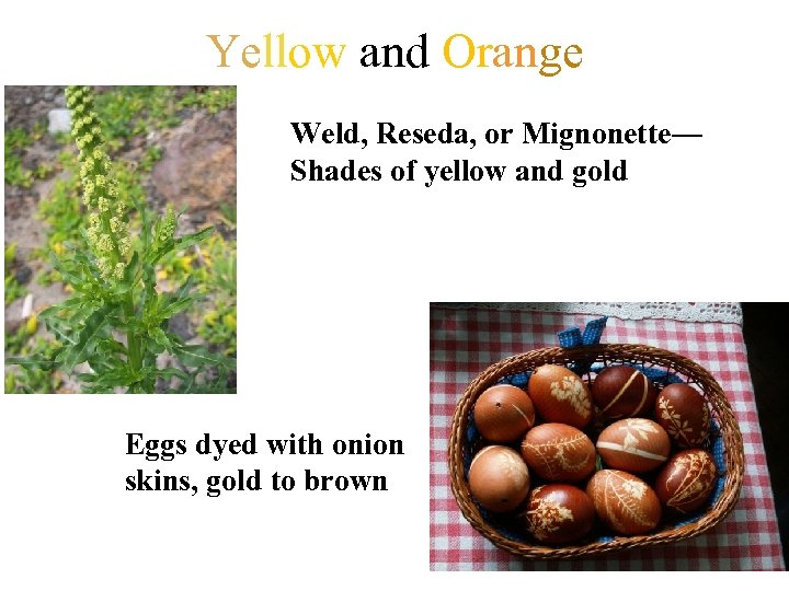 Yellow and Orange Weld, Reseda, or Mignonette— Shades of yellow and gold Eggs dyed