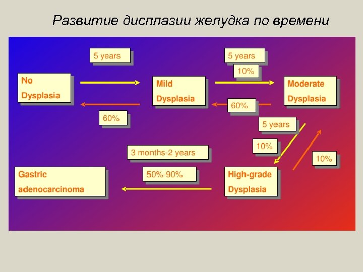 Развитие дисплазии желудка по времени 