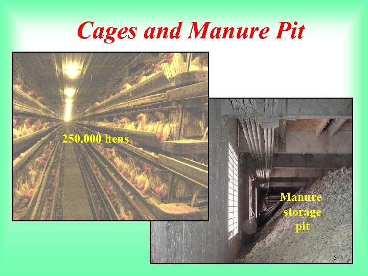 Cages and Manure Pit 250, 000 hens Manure storage pit 5 