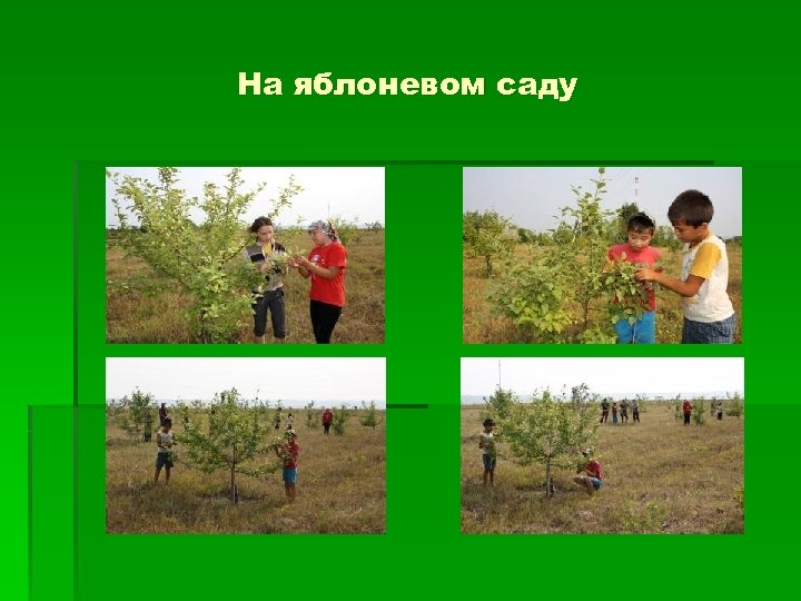 На яблоневом саду 