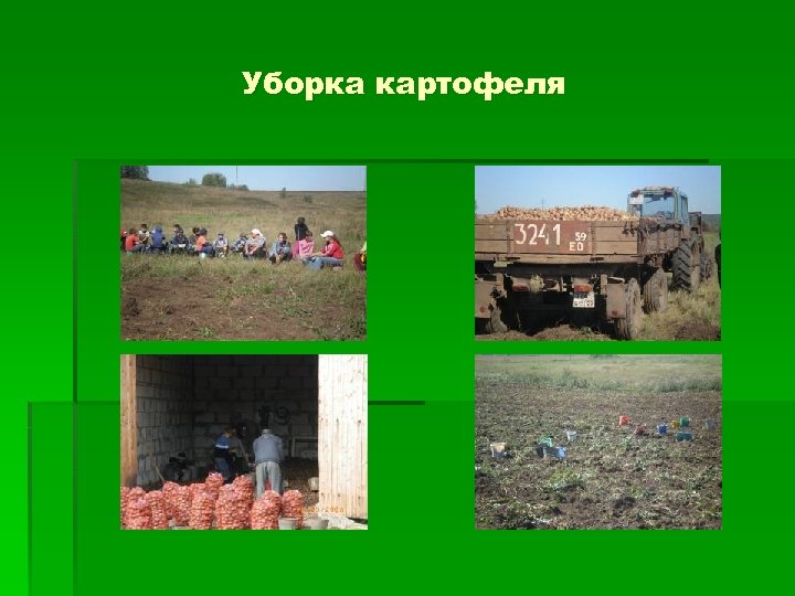 Уборка картофеля 