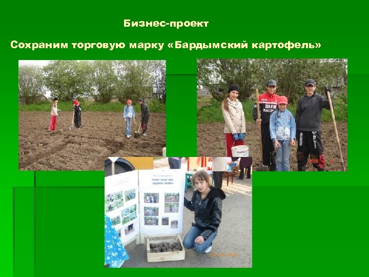Бизнес-проект Сохраним торговую марку «Бардымский картофель» 