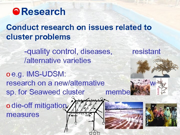 O Research Conduct research on issues related to cluster problems -quality control, diseases, resistant