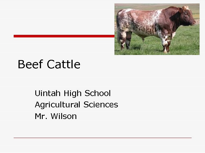 Beef Cattle Uintah High School Agricultural Sciences Mr. Wilson 