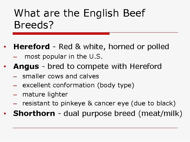 What are the English Beef Breeds? • Hereford - Red & white, horned or