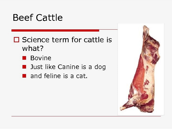 Beef Cattle o Science term for cattle is what? n Bovine n Just like