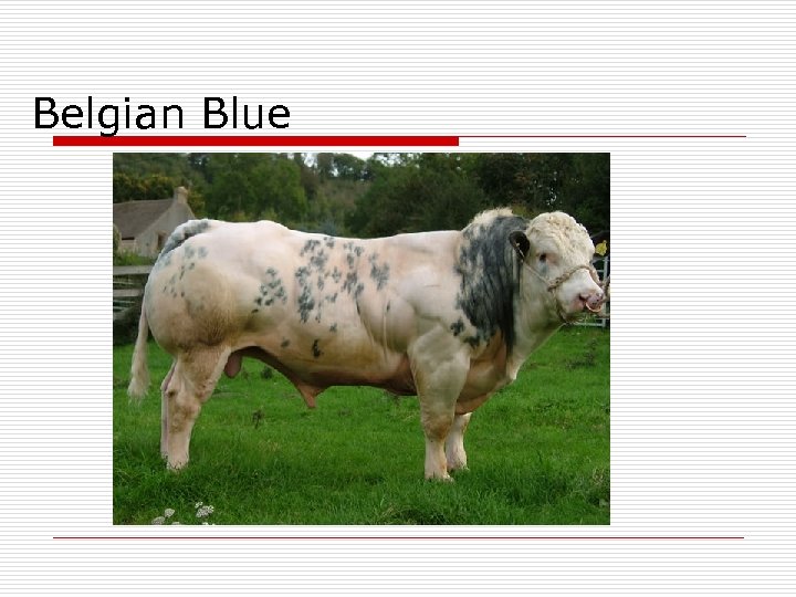 Belgian Blue 