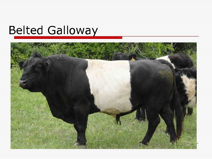 Belted Galloway 