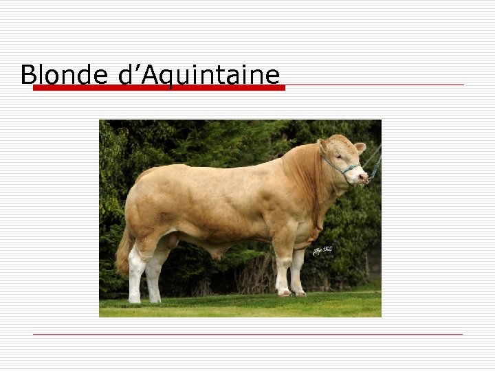 Blonde d’Aquintaine 