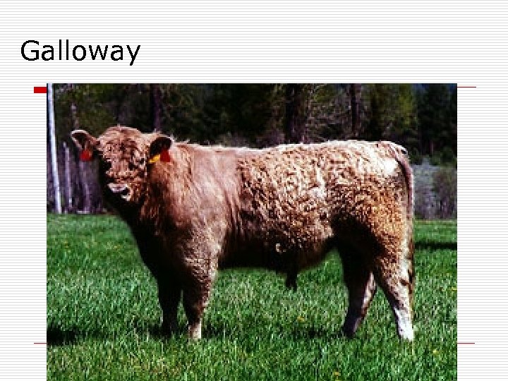 Galloway 