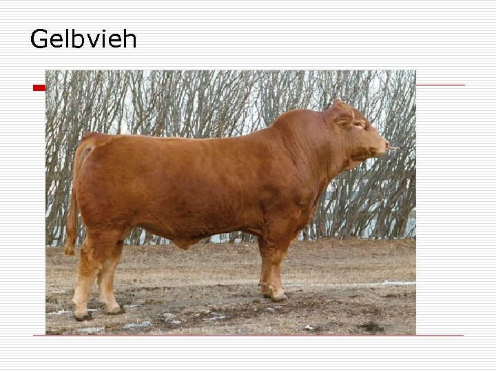 Gelbvieh 