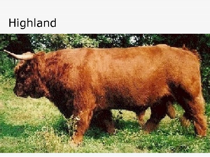 Highland 