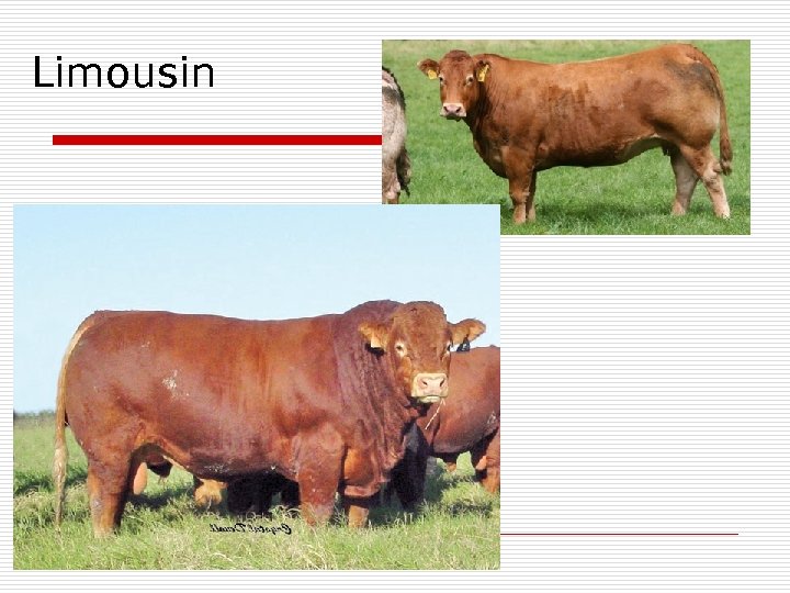 Limousin 