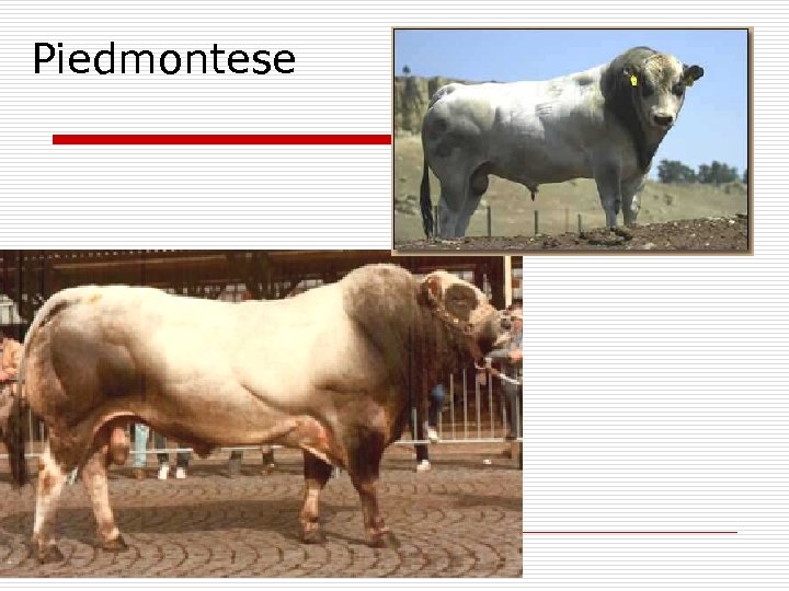 Piedmontese 