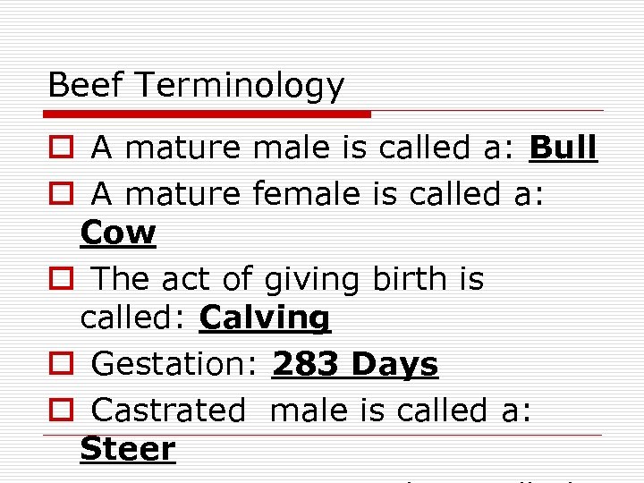 Beef Terminology o A mature male is called a: Bull o A mature female