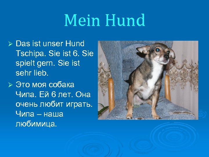 Das ist der hund