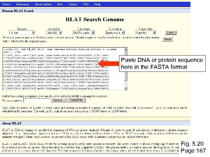 Paste DNA or protein sequence here in the FASTA format Fig. 5. 20 Page