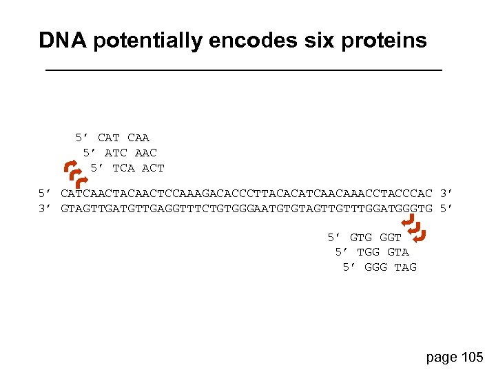 DNA potentially encodes six proteins 5’ CAT CAA 5’ ATC AAC 5’ TCA ACT