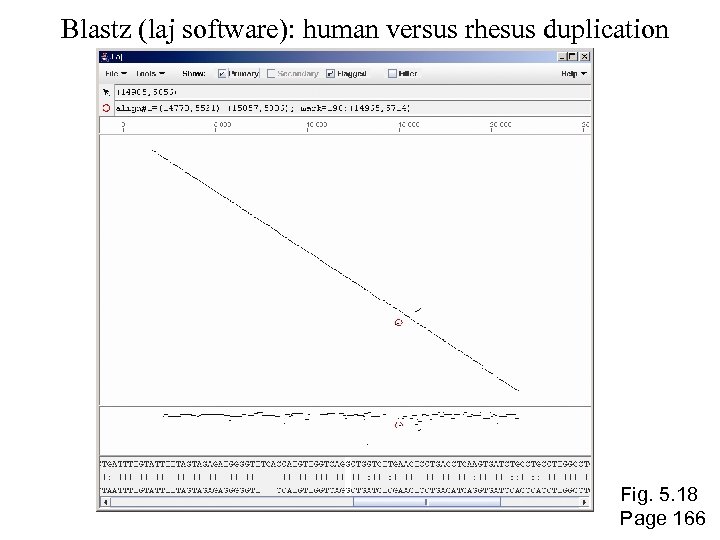 Blastz (laj software): human versus rhesus duplication Fig. 5. 18 Page 166 