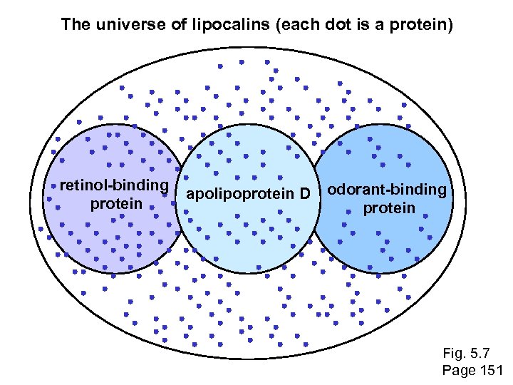 The universe of lipocalins (each dot is a protein) retinol-binding protein apolipoprotein D odorant-binding